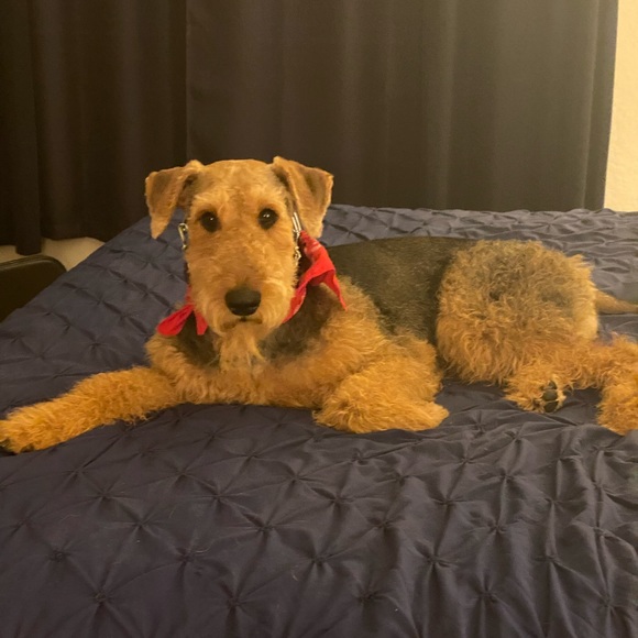 Meet your Posher, Millie - Picture 1 of 1